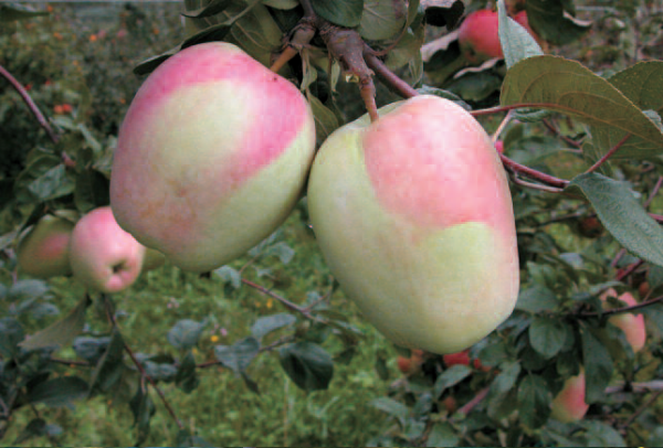 Melo Ciocarina, Malus domestica, Mela - vaso Ø22 cm