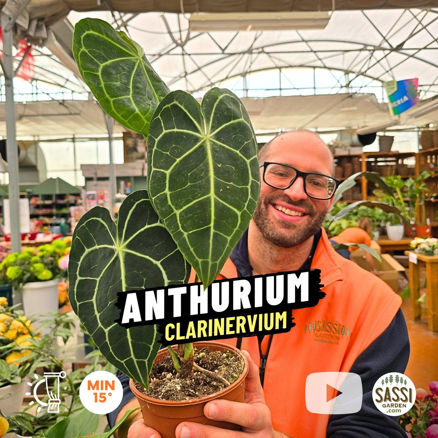 Anthurium clarinervium - vaso Ø12 cm