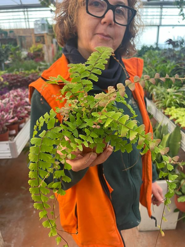 Adiantum Caudatum, Felce a Coda di Uccello - vaso Ø8.5 cm