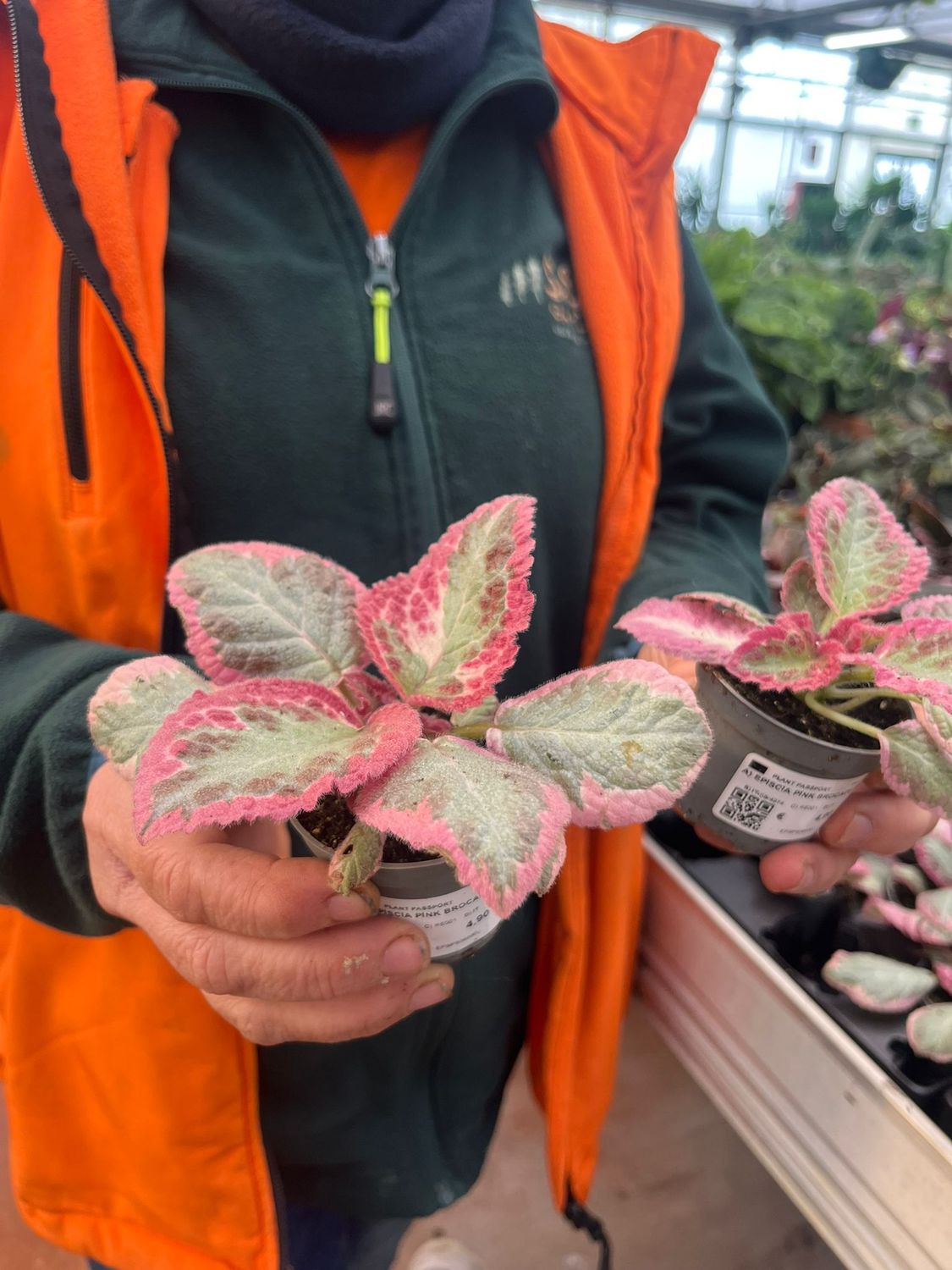 Episcia Pink Brocade - vaso Ø6 cm
