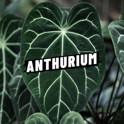 ANTHURIUM