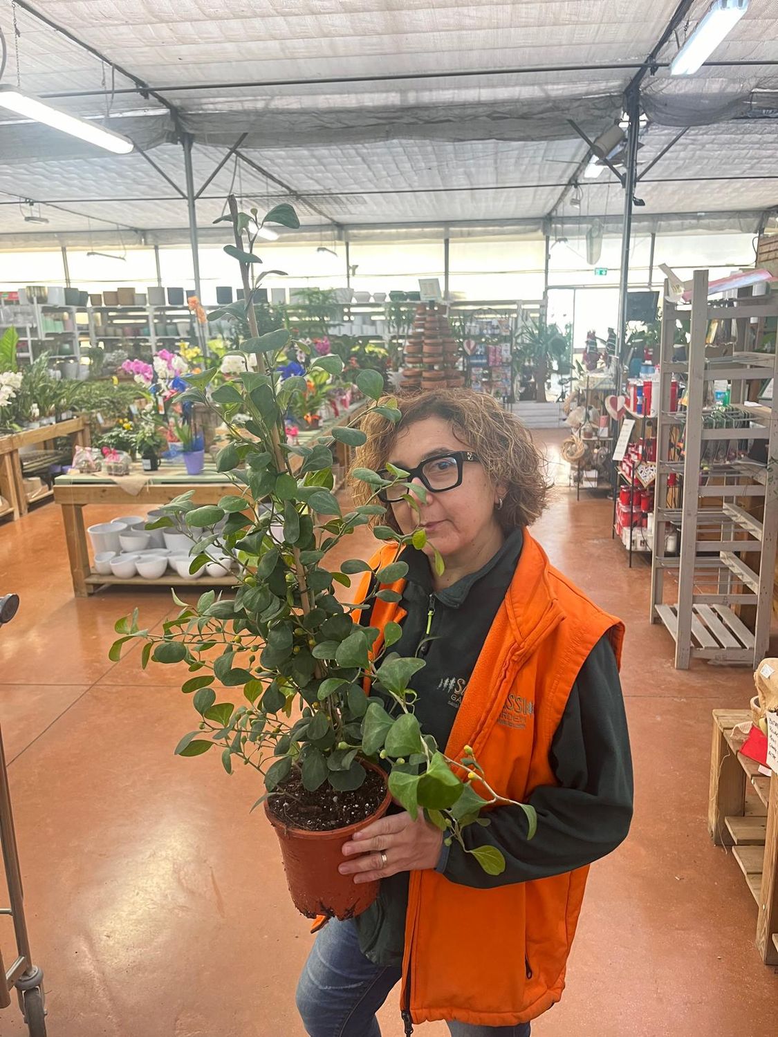 Ficus deltoidea- vaso Ø17 cm