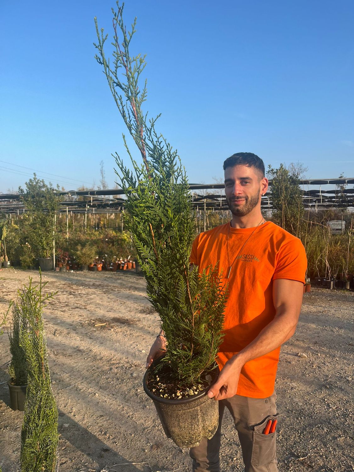 Thuja plicata 'Atrovirens', Tuia gigante occidentale - vaso Ø24 cm