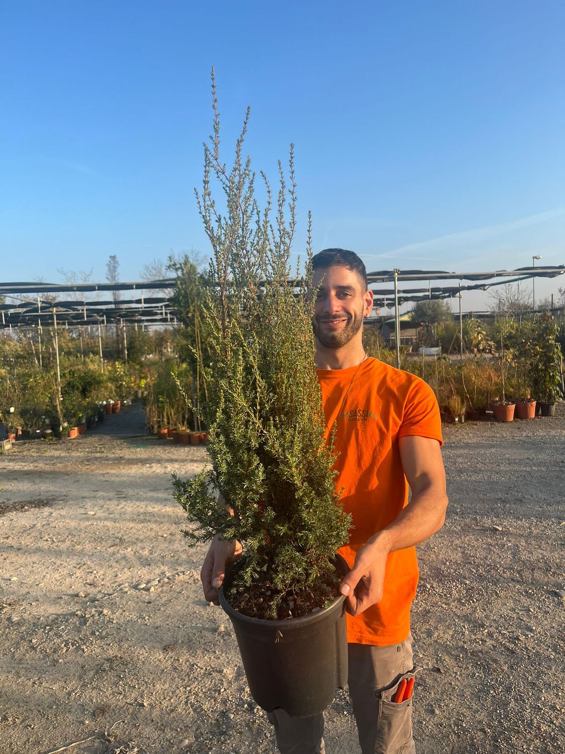 Juniperus hibernica - Ginepro d&#39;Irlanda - Ginepro - vaso Ø24 cm