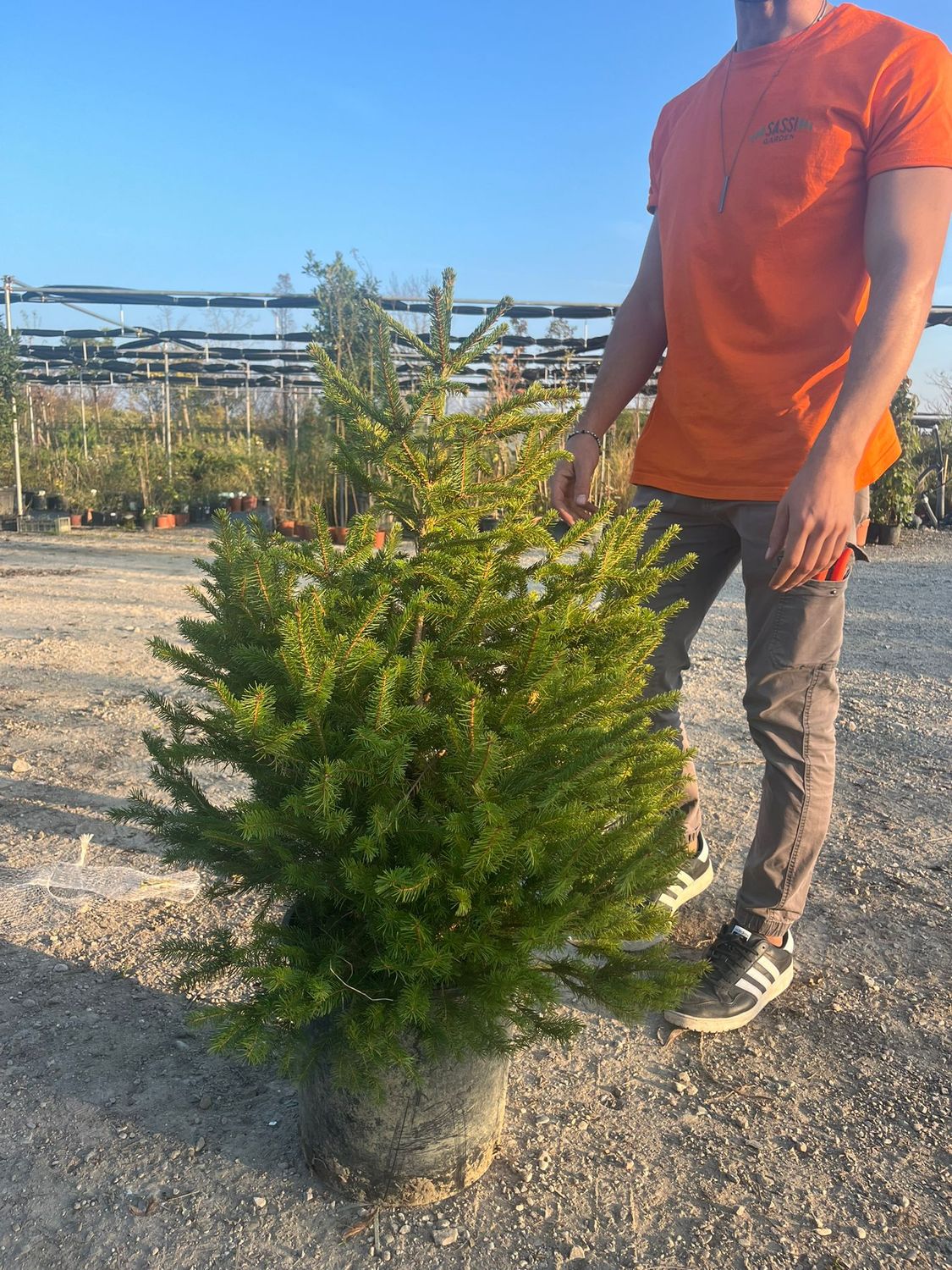 Abete Rosso, Picea Abies - vaso Ø30 cm