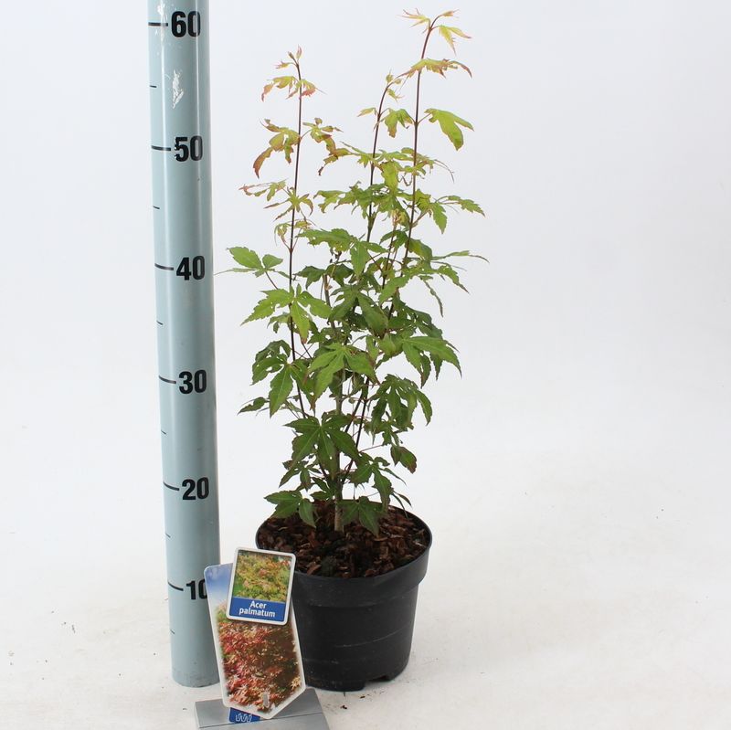 Acer palmatum VERDE, Acero Giapponese Palmato  - vaso Ø17 cm, h 50 cm