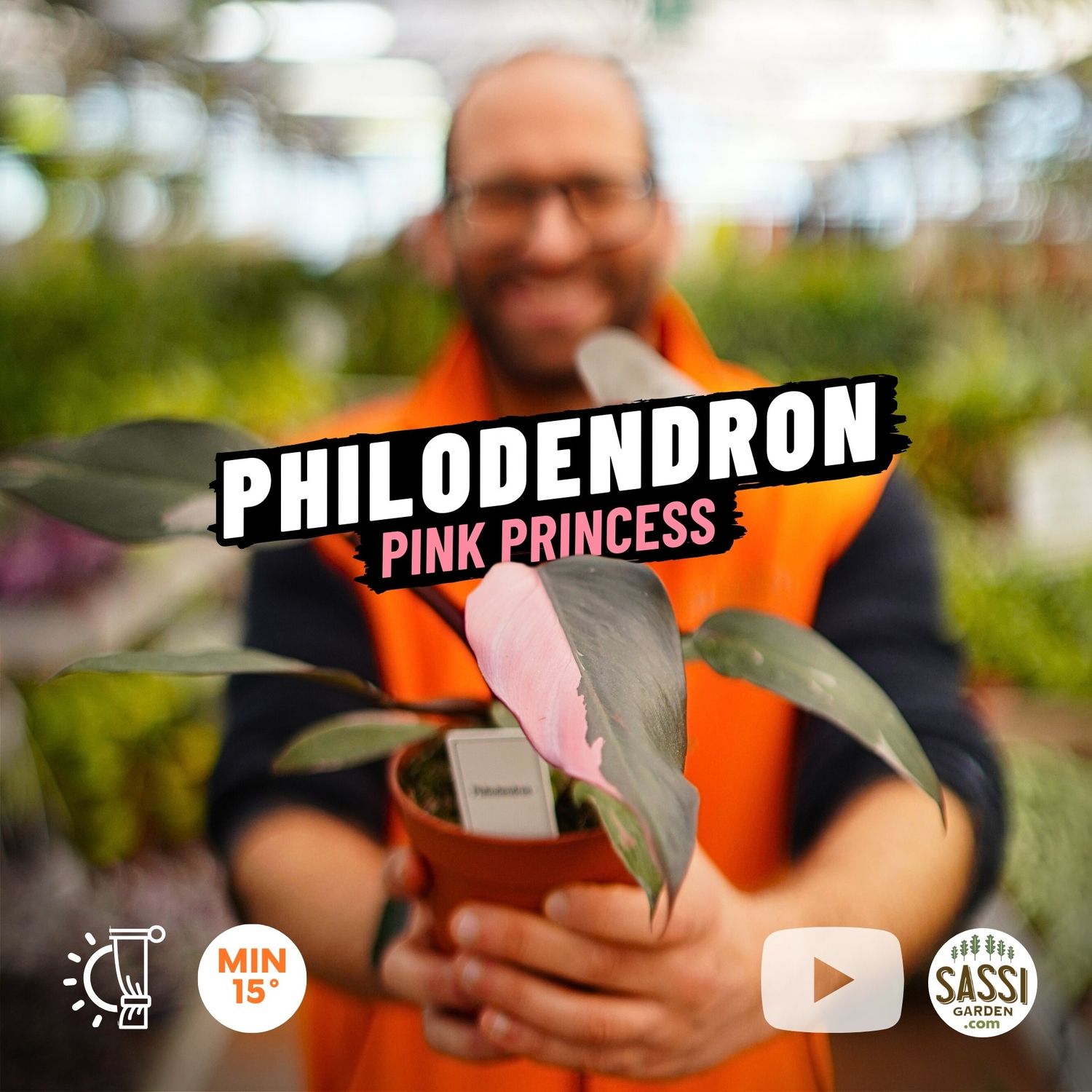 Philodendron Erubescens &#39;Pink Princess&#39;, Filodendro - vaso Ø12 cm