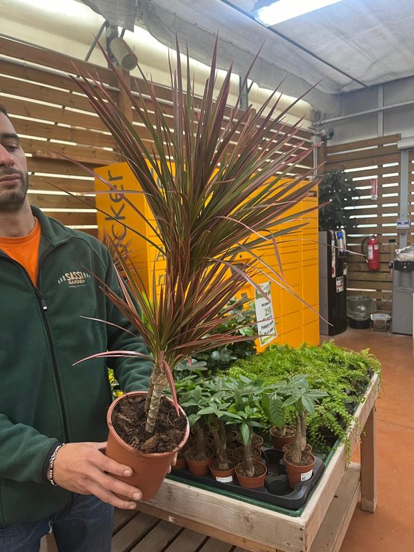 Dracena marginata 'Colorama', Dracaena - vaso Ø17 cm