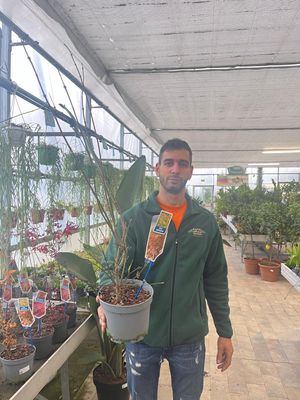 Acer palmatum VERDE, Acero Giapponese Palmato  - vaso Ø17 cm, h 50 cm