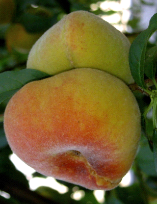 Pesco Platycarpa Alessia, Pesca Piatta, Prunus persica var. platycarpa, POLPA GIALLA - Mastellino 30 litri