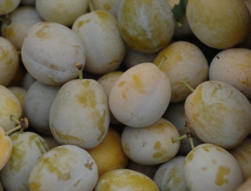 Susino Coscia di Monaca Gialla, Prunus domestica, frutto antico - vaso Ø26 cm