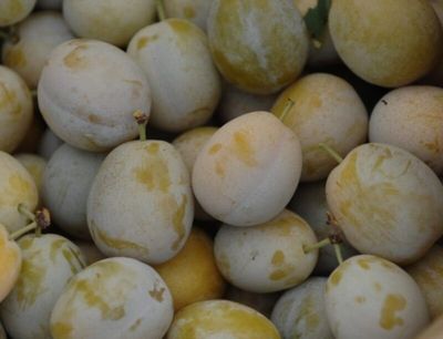 Susino Coscia di Monaca Gialla, Prunus domestica, frutto antico - vaso Ø26 cm
