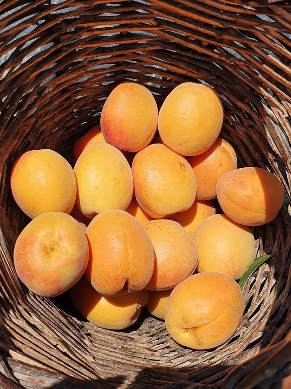 Albicocco Antonio Errani, Prunus armeniaca &#39;Antonio Errani&#39; - vaso Ø27 cm