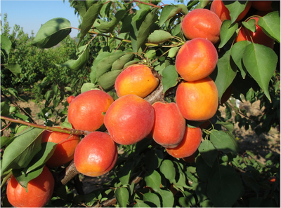 Albicocco Tardiva, Prunus armeniaca &#39;Tardiva&#39; - vaso Ø27 cm