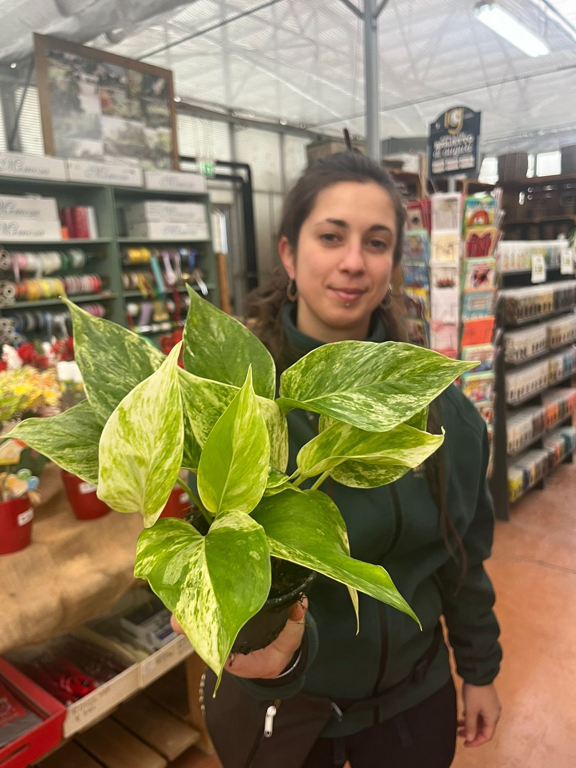 Epipremnum Aureum &#39;Marble Queen&#39;, Potus, Potos, Pothos, Photus - vaso Ø10 cm