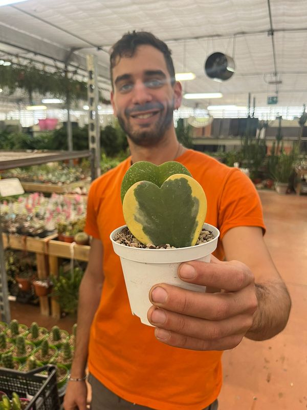 Hoya Kerrii Variegata e Hoya Kerrii Splash , Pianta del Cuore 2 foglie - vaso Ø10 cm