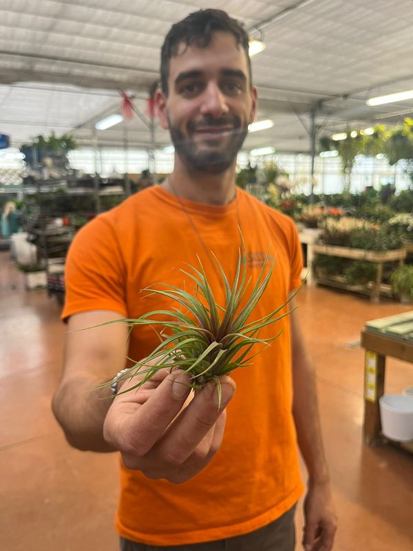 Tillandsia Rainforest Red Medium