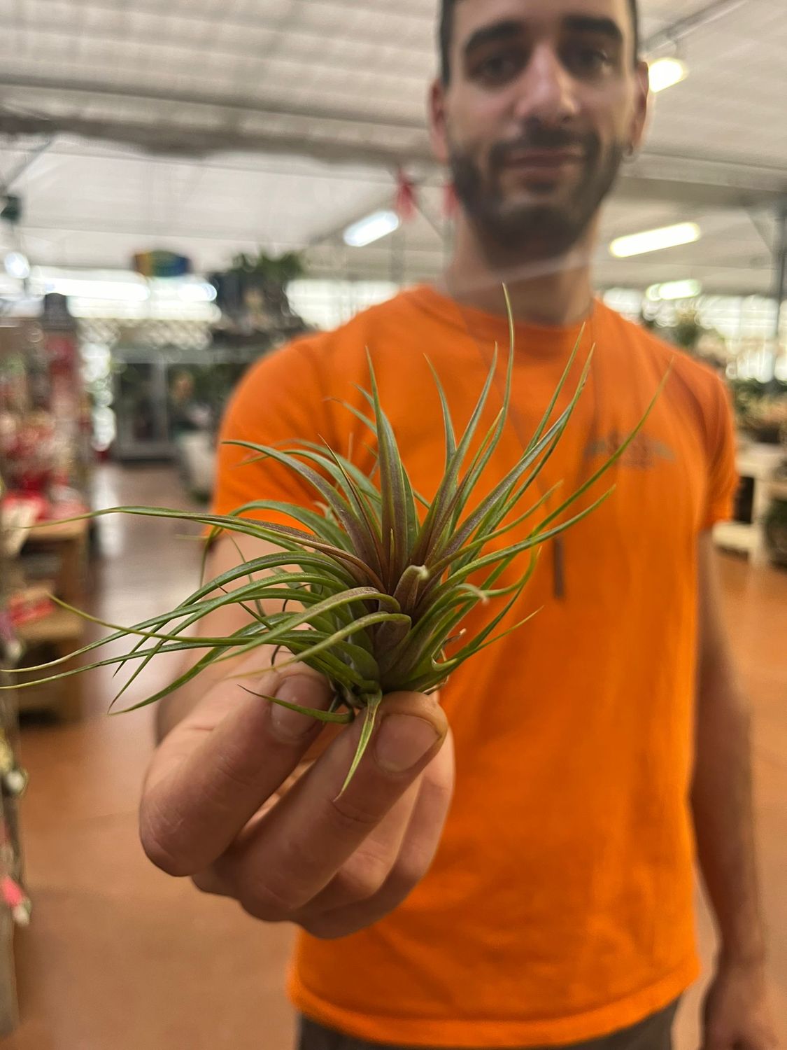 Tillandsia Rainforest Red Medium
