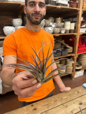 Tillandsia Multiflora XL Red