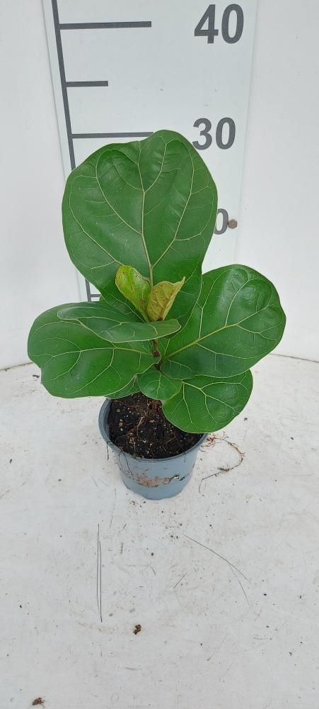 Ficus Lyrata - vaso Ø12 cm, h 30 cm