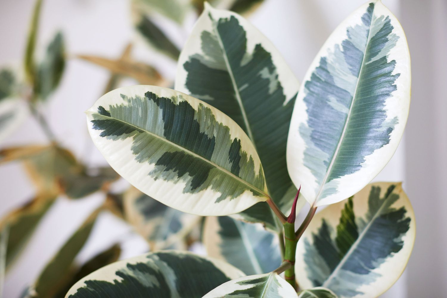 Ficus elastica &#39;Tineke&#39; - vaso Ø12 cm