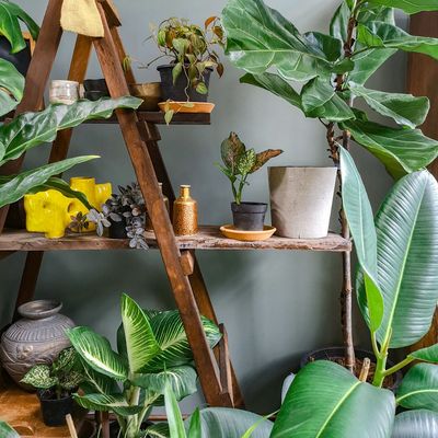 PIANTE DA INTERNO