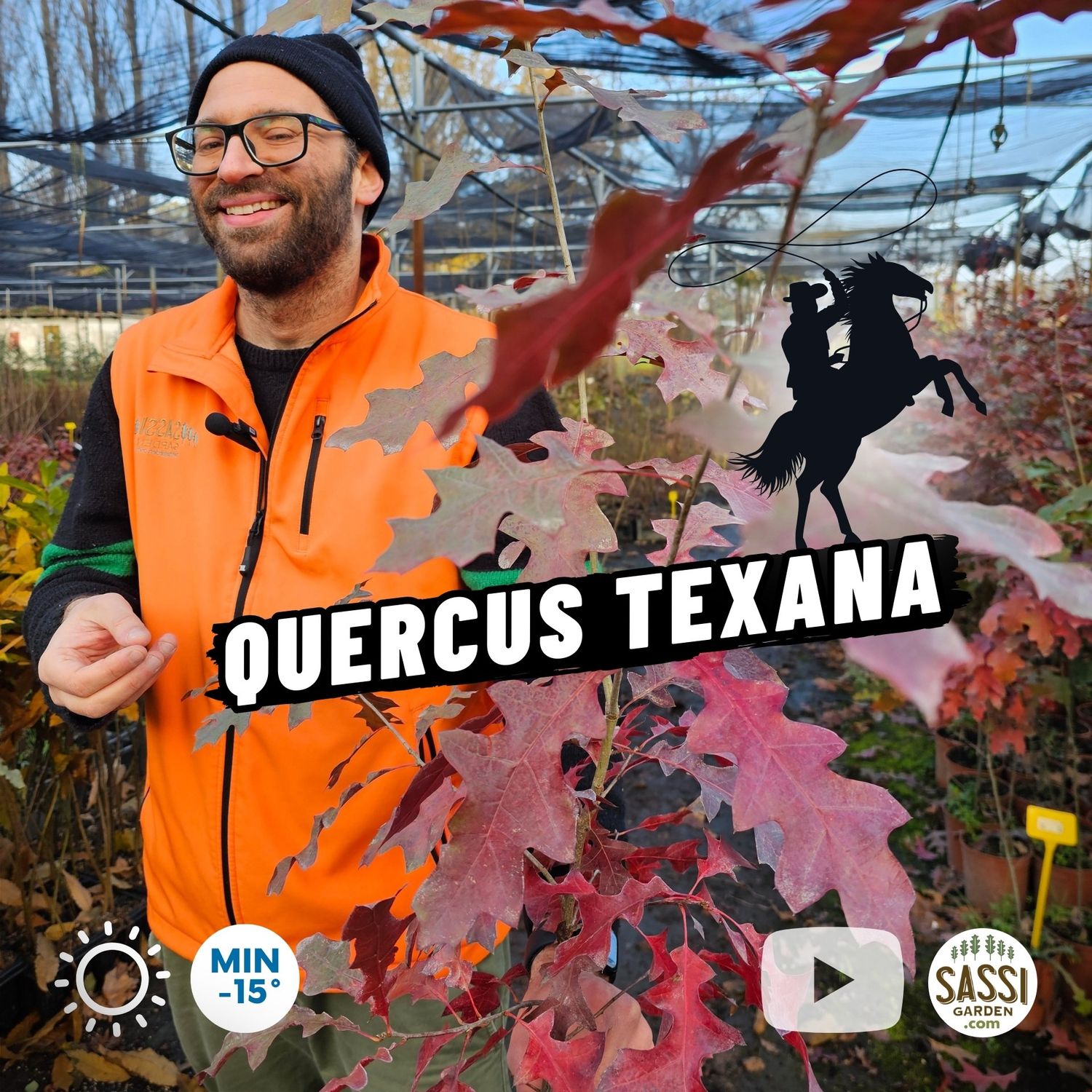 Quercus texana, Quercia del Texas Quercus buckleyi - vaso Ø18 cm, h 130 cm