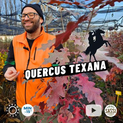 Quercus texana, Quercia del Texas Quercus buckleyi - vaso Ø18 cm, h 130 cm