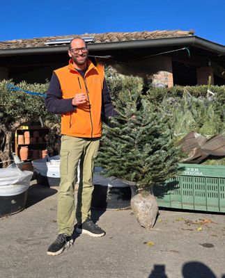 Abete Nordico Nordmanniana, Abies Nordman (Punta per albero di Natale) - vaso opzionale, h 150/170cm