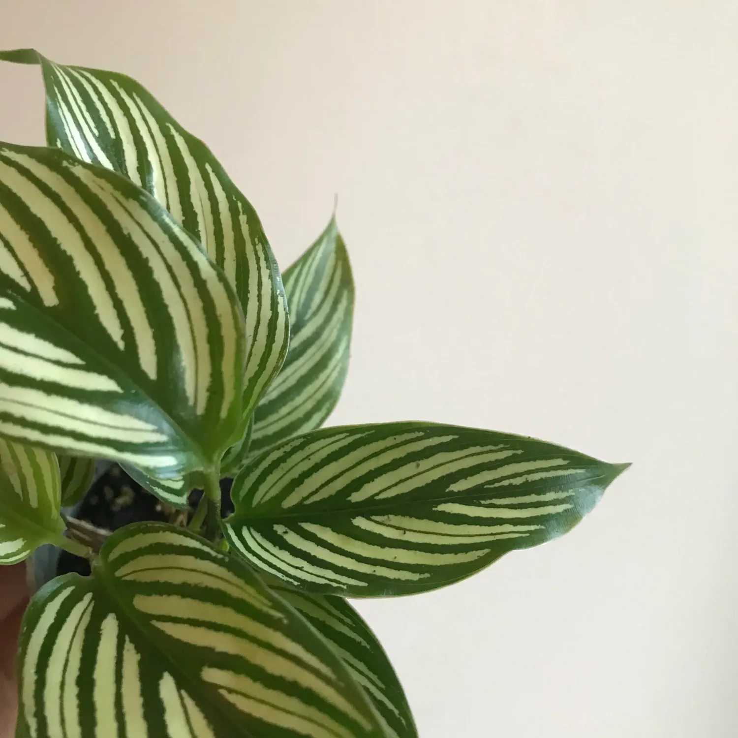 Calathea vittata - vaso Ø6 cm