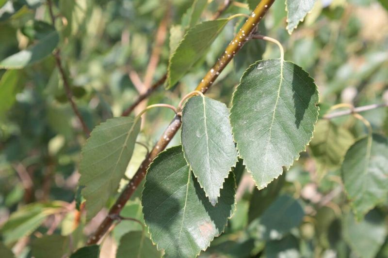 Betula utilis &#39;Doorenbos&#39; - Betulla bianca dell’Himalaya - Betula utilis subsp. jacquemontii &#39;Snow Queen&#39; - vaso Ø19 cm