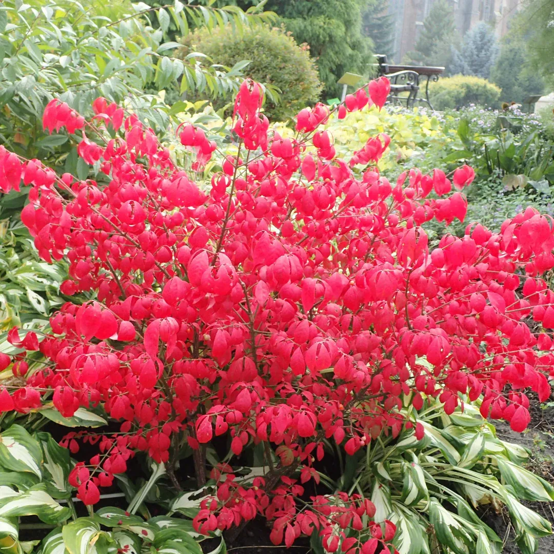 Euonymus alatus &#39;Compactus&#39;, Fusaggine alata compatta, Burning Bush - vaso Ø18 cm