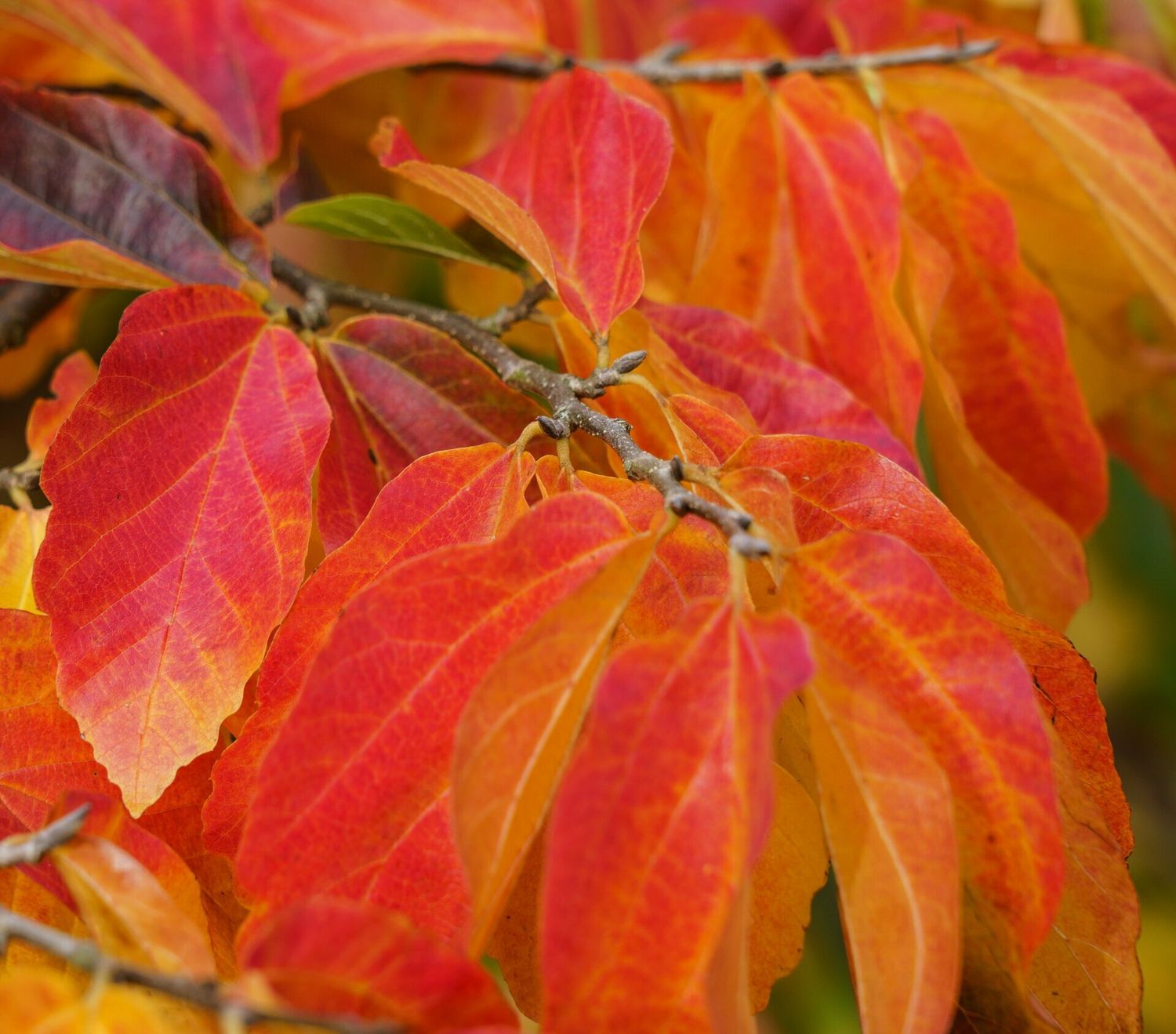 Parrotia persica &#39;Bella&#39;, Parrotia persiana, Ironwood &#39;Bella&#39; - vaso Ø26 cm, h 150 cm