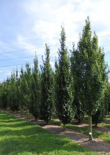 Carpinus betulus &#39;Lucas&#39;, Carpino bianco colonnare - Vaso Ø32 cm, h 200 cm fuori vaso
