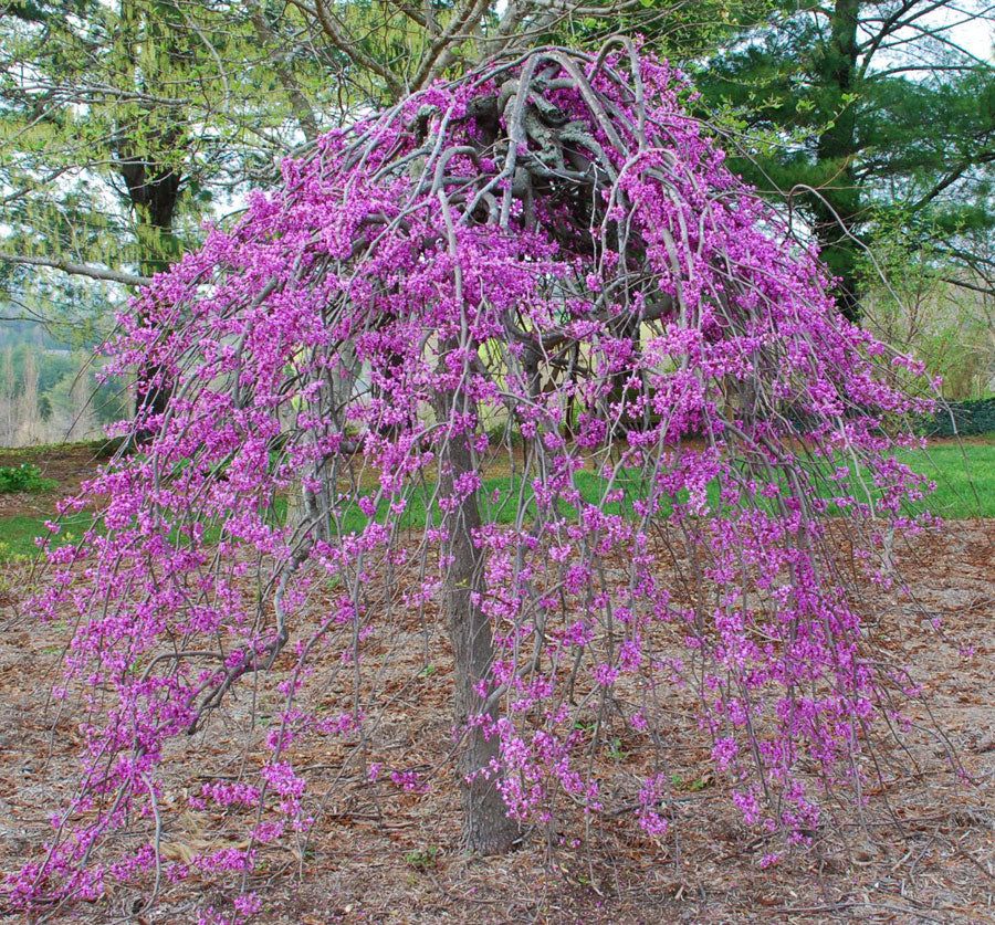 Cercis canadensis &#39;Ruby Falls&#39;, Albero di Giuda piangente, ricadente - vaso Ø26 cm