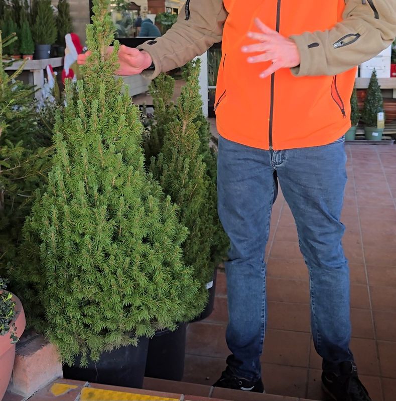 Picea Glauca &#39;conica&#39; - vaso Ø28 cm, h 135 cm