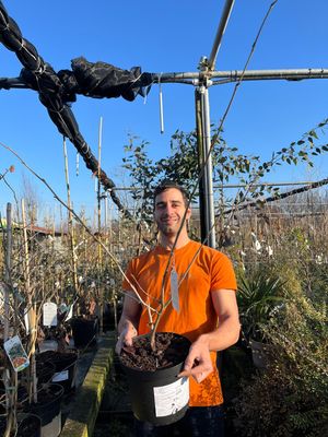 Hamamelis x intermedia Aphrodite - vaso Ø 24 cm Hamamelis x intermedia Aphrodite - vaso Ø 24 cm