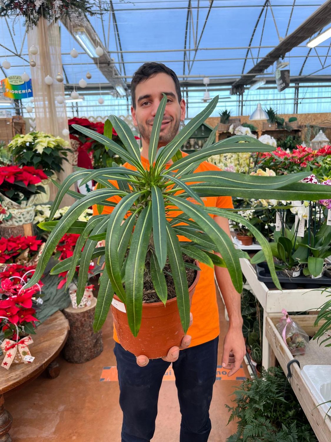 Pachypodium lamereii, Palma del Madagascar - vaso Ø18 cm 1 ramo
