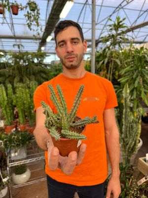 Stapelia Huernia Blyderiverensis - vaso Ø8.5 cm Stapelia Huernia Blyderiverensis - vaso Ø8.5 cm