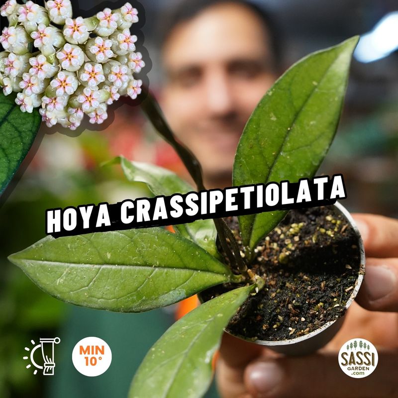 Hoya Crassipetiolata - vaso Ø6 cm
