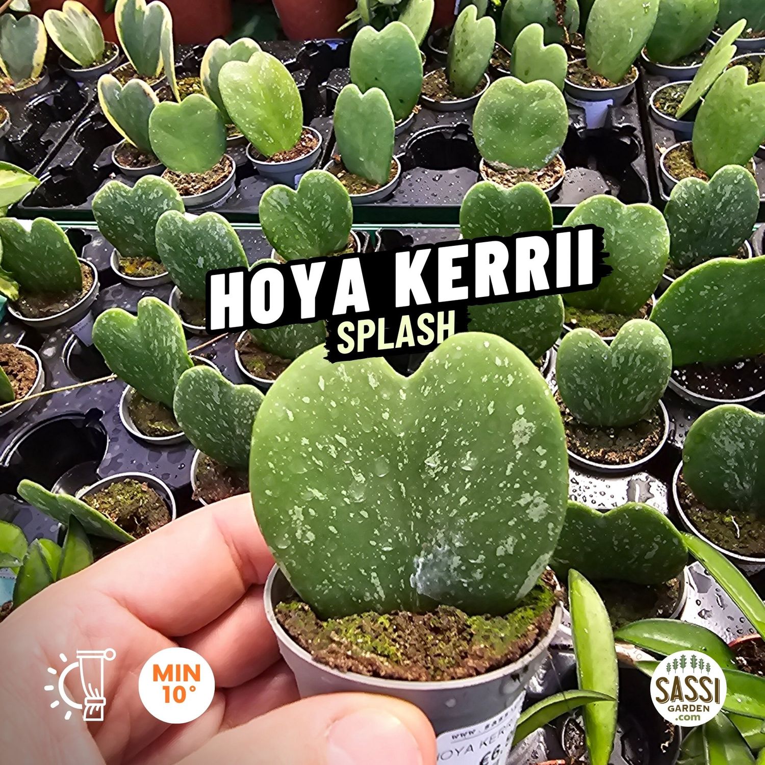 Hoya Kerrii &#39;Splash&#39;, Pianta del cuore - vaso Ø6 cm