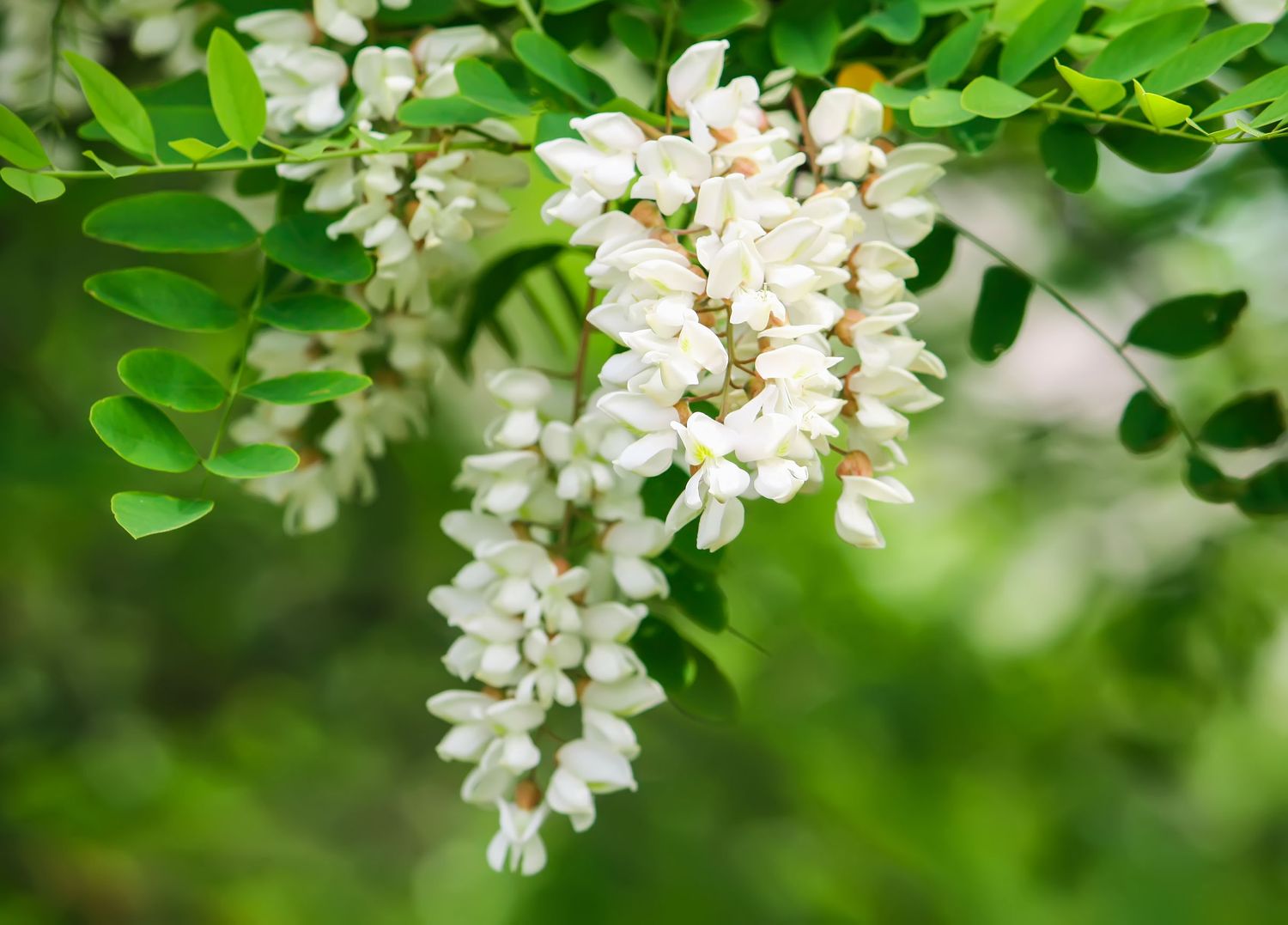 Robinia Pseudoacacia, Gaggia, Falsa acacia - vaso Ø18 cm