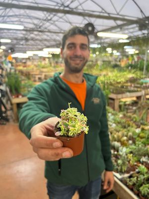 Crassula capitella Rosea - vaso Ø 5.5 cm Crassula capitella Rosea - vaso Ø 5.5 cm