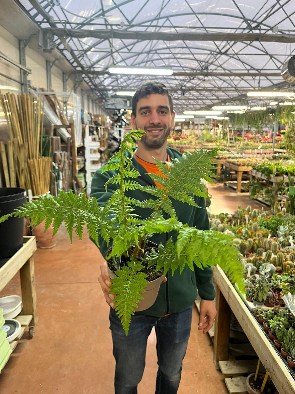 Felce australiana, Cyathea cooperi - vaso Ø12 cm