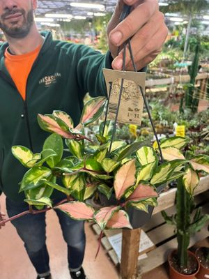 Hoya carnosa Tricolor Fiore di Cera - Basket Ø14 cm