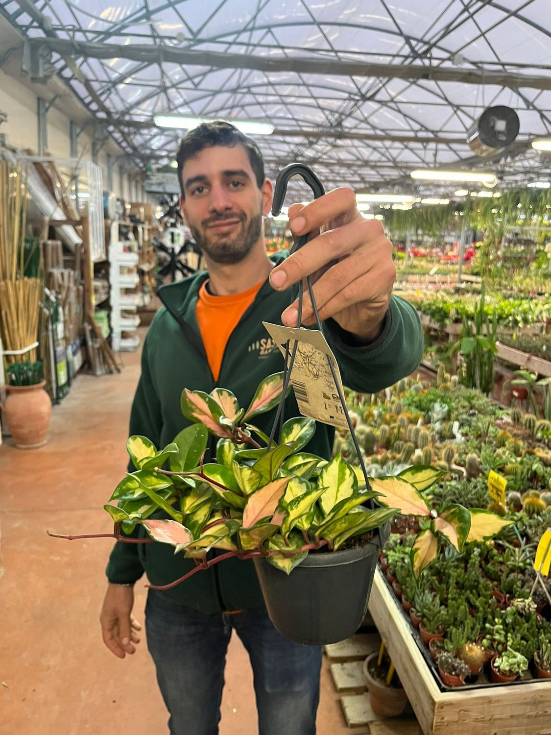 Hoya carnosa Tricolor Fiore di Cera - Basket Ø14 cm