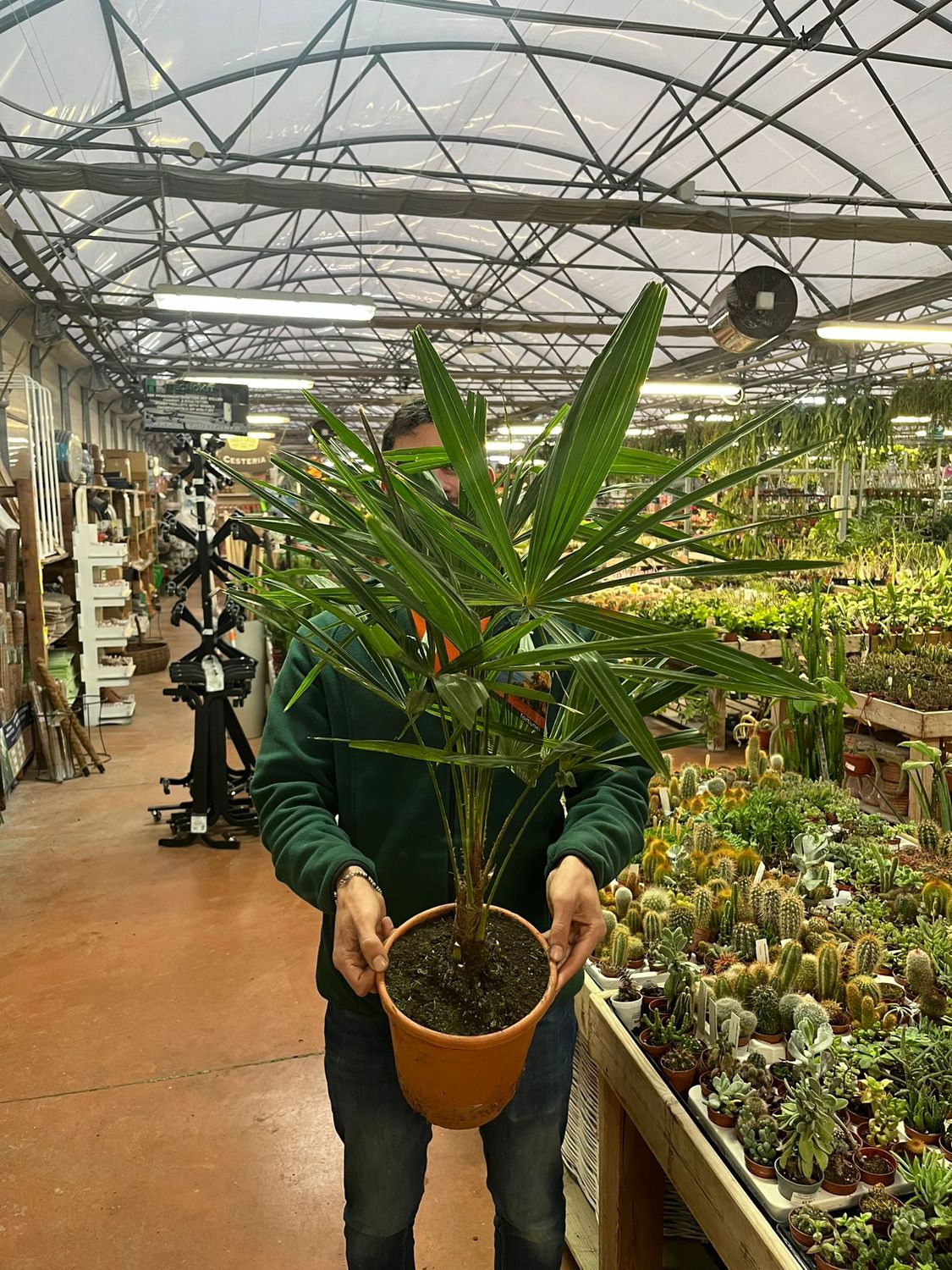 Palma resistente al gelo - Trachycarpus Fortunei  - Chamaerops excelsa -  v21 h 80