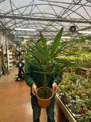 Palma resistente al gelo - Trachycarpus Fortunei  - Chamaerops excelsa -  v21 h 80