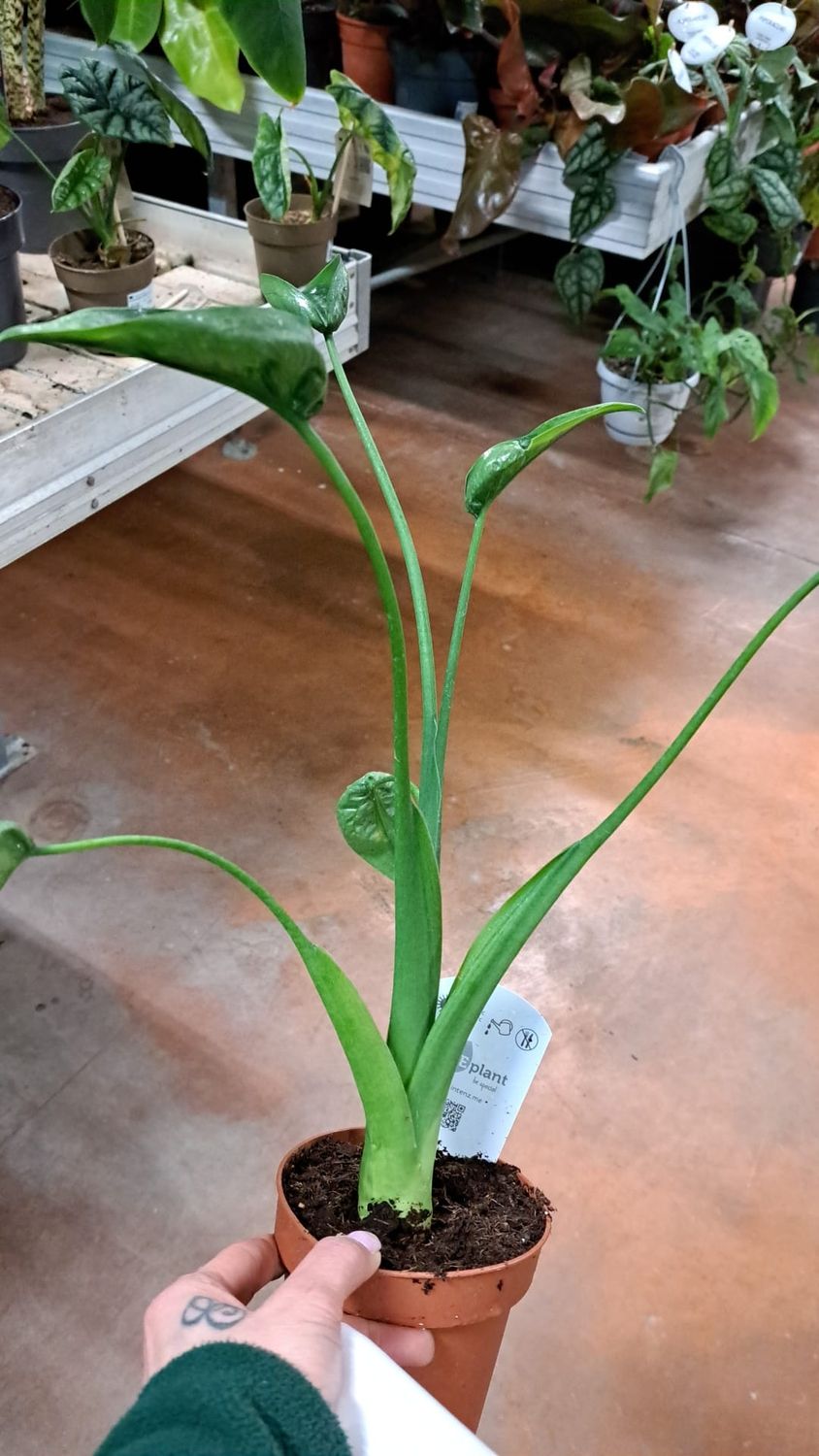 Alocasia &#39;Tiny Dancer&#39; - vaso Ø13 cm