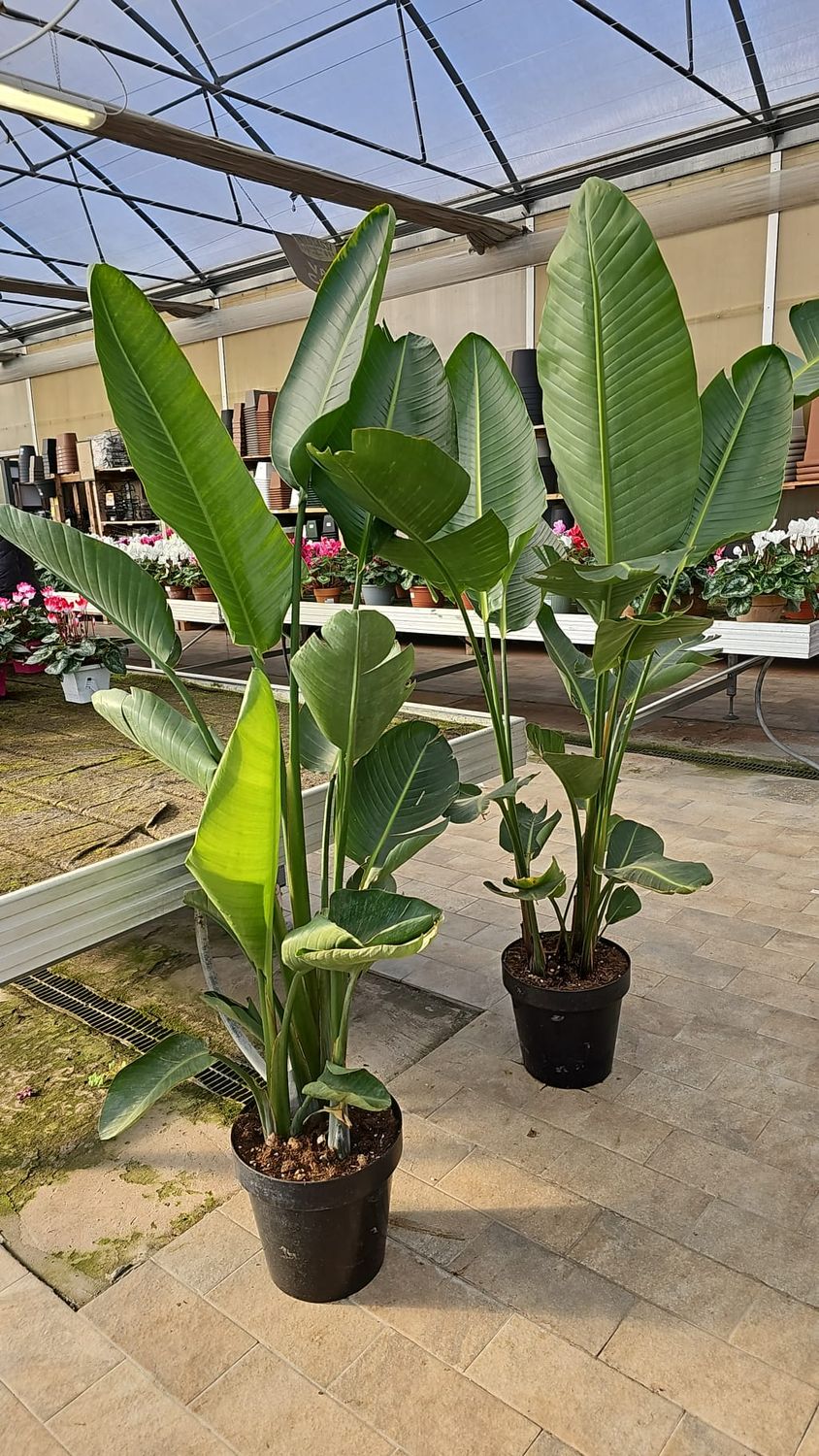 Strelitzia Nicolai, Strelizia, Uccello del paradiso gigante, Falso Banano - vaso Ø33 cm, h 180 cm